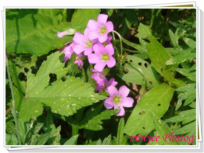 һĨ·�ߵ�Ұ��