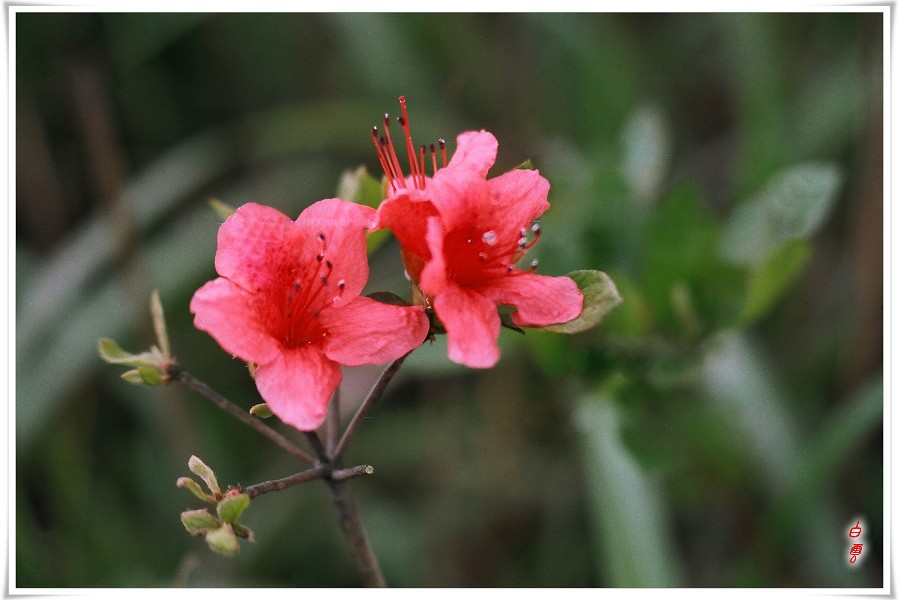 �������Ư����ӳɽ��