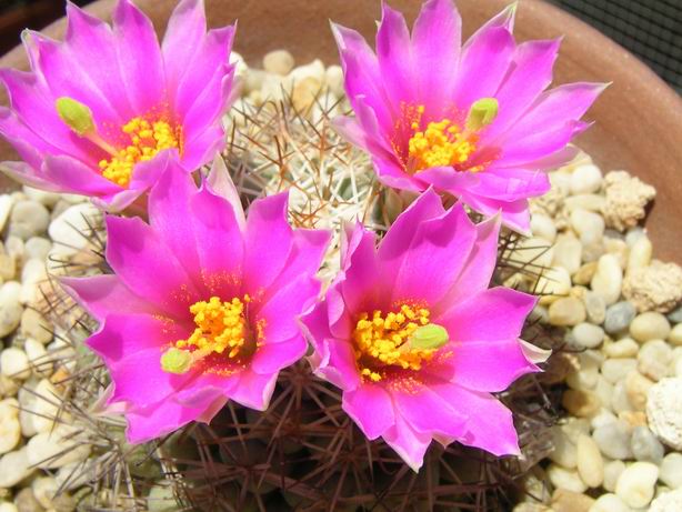 ���÷ǳ����õ�������