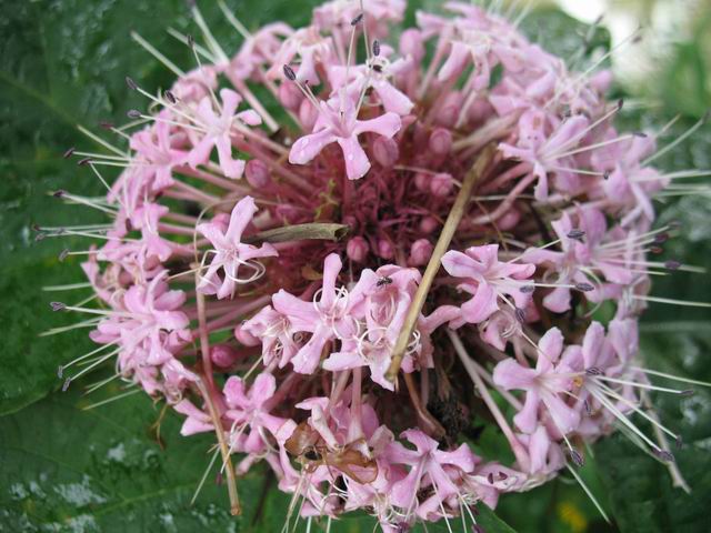 ������С IMG_7391.JPG