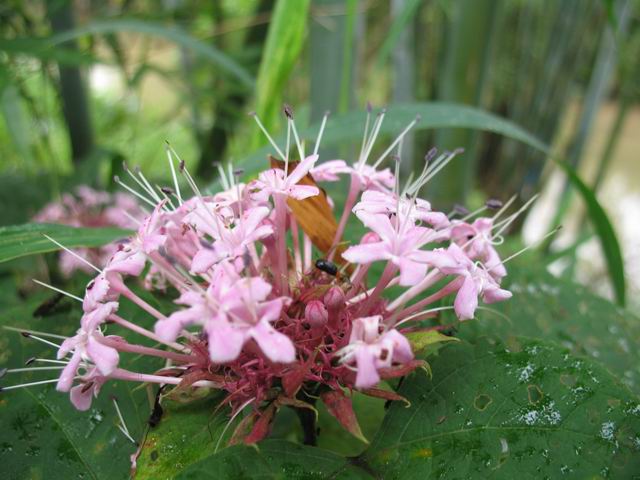 ������С IMG_7392.JPG