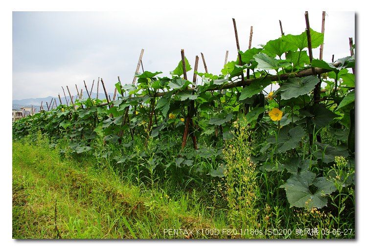 �����ǽڹ�ʢ����,�������������Ĺ�԰