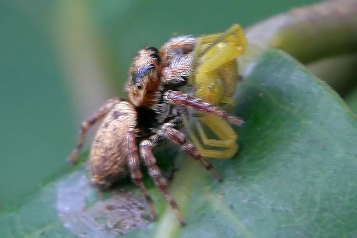 �϶���Ů��֩��ĸ