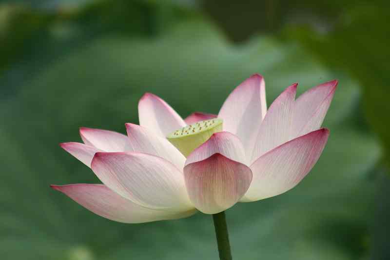 ���� 145.jpg