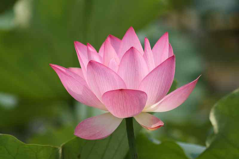 ���� 146.jpg