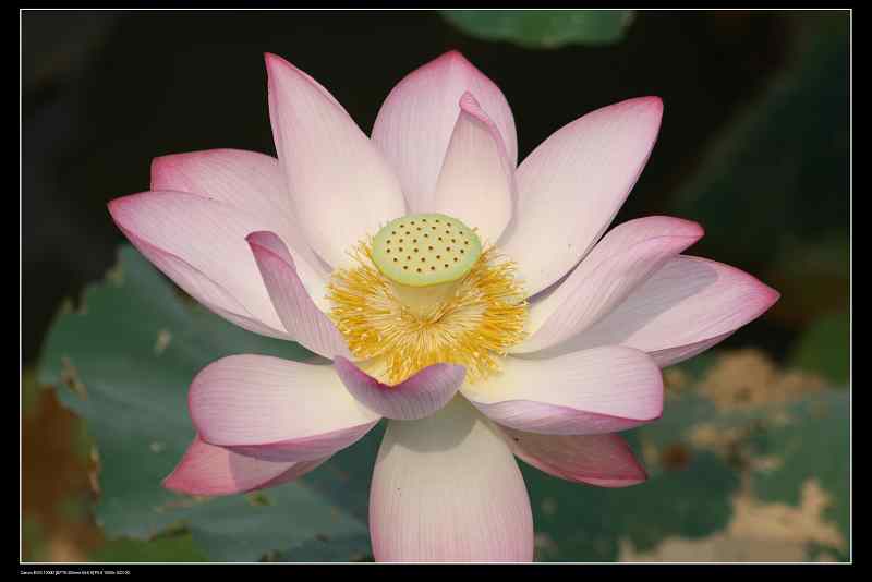 ���� 164.jpg