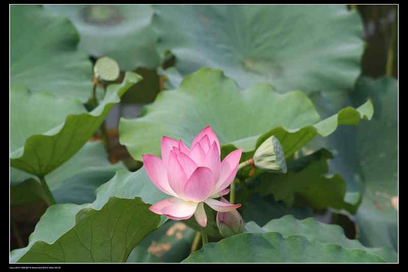 ���� 155.jpg