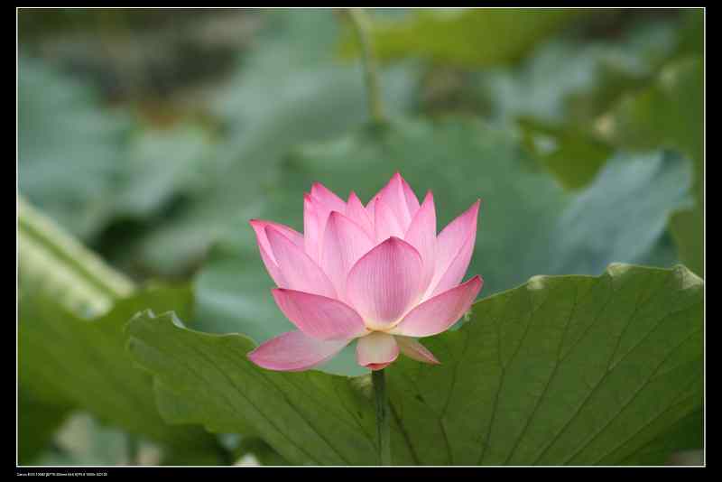 ���� 168.jpg