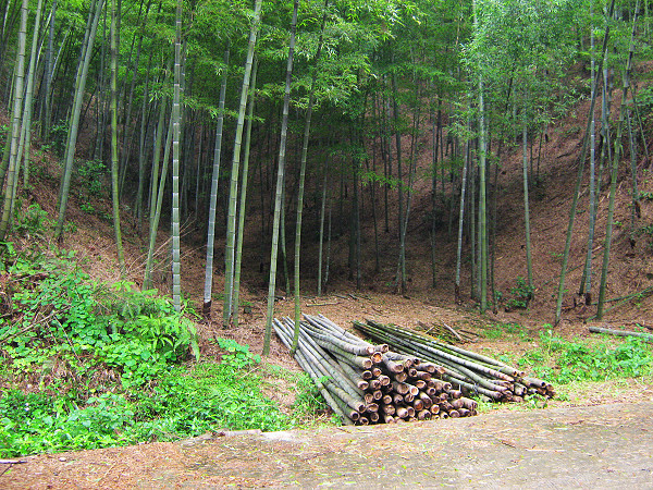 ·�ߵ�����