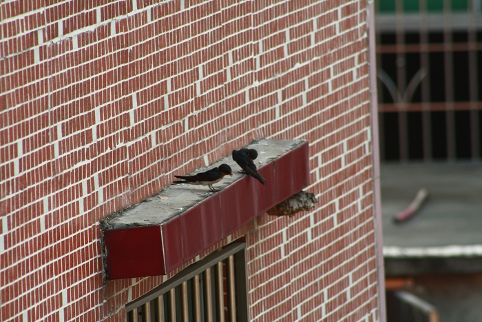 ���Ž����Ƿ���Ҫȥ�н�ѽ