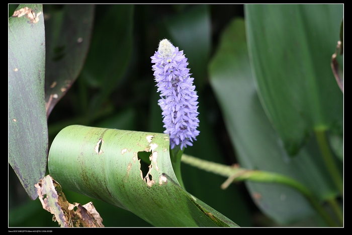 ��ѩ�ɻ� 060.jpg