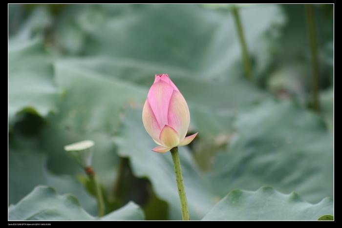 ��ѩ�ɻ� 056.jpg