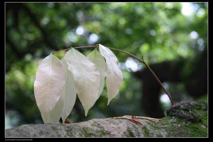 ��ѩ�ɻ� 111.jpg