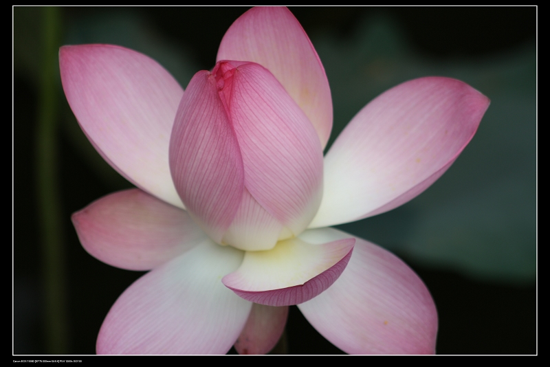 ��ѩ�ɻ� 041.jpg