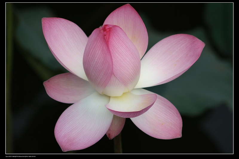 ��ѩ�ɻ� 040.jpg