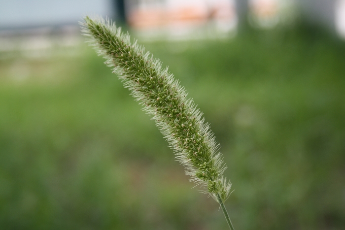 ��ѩ�ɻ� 132.jpg