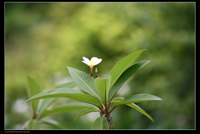 ��ѩ�ɻ� 055.jpg