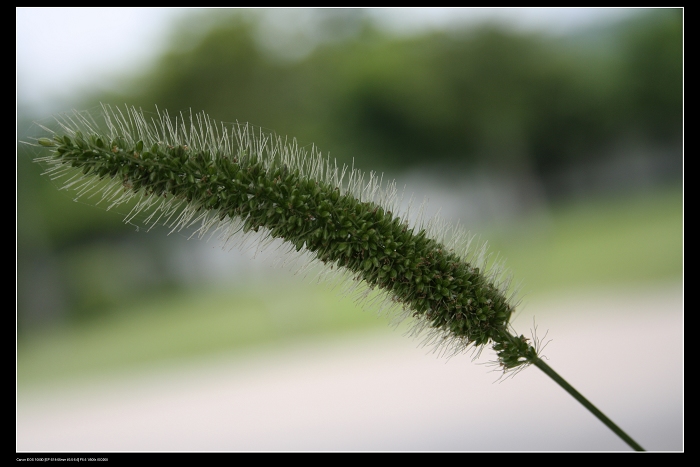 ��ѩ�ɻ� 134.jpg