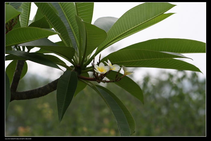 ��ѩ�ɻ� 058.jpg