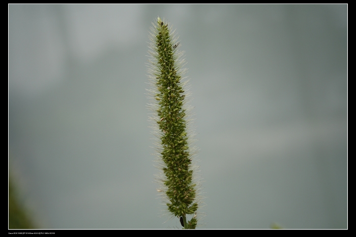 ��ѩ�ɻ� 140.jpg