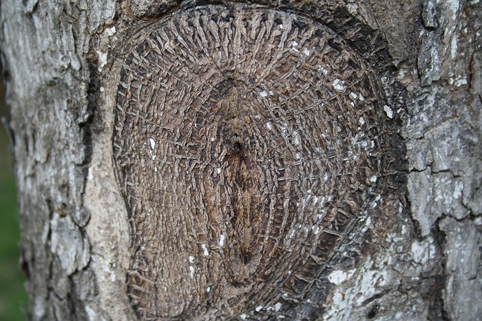 ��ѩ�ɻ� 019.jpg