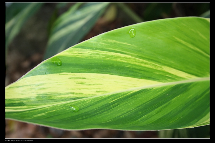 ��ѩ�ɻ� 108.jpg