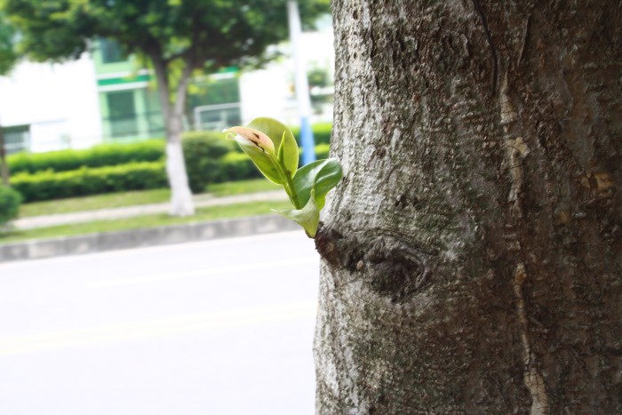 ��ѩ�ɻ� 026.jpg