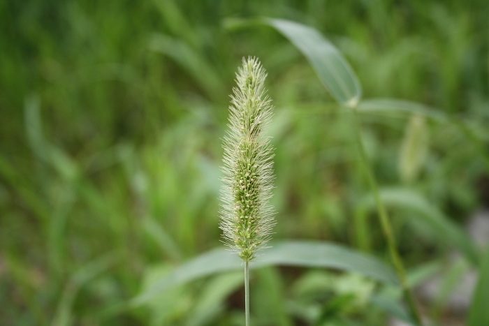 ��ѩ�ɻ� 128.jpg