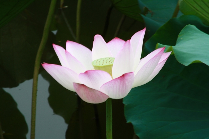 ��ѩ�ɻ� 031.jpg