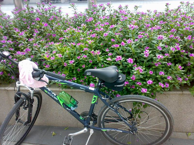 ��㣬�뻨�й�~~~