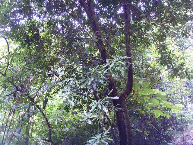 ��÷��,������ʶ