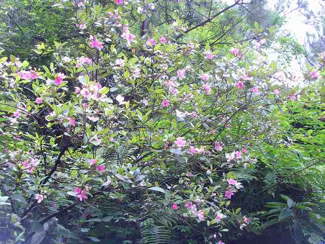 �ֲ�·���зۺ�ɫ�Ļ�