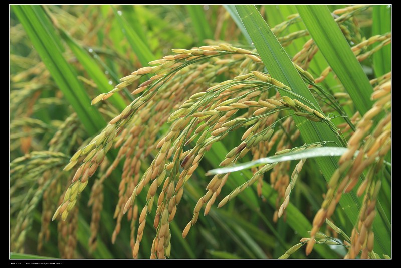 �����ʼ�ɽ 026.jpg