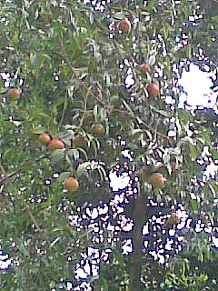 �������ݣ��Լ���ȥ��