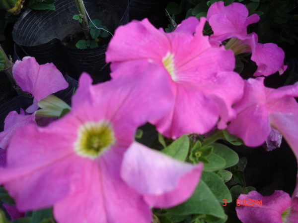 ���ݹ�԰�����ɼ����ʻ�