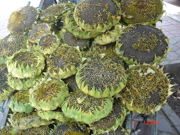 ���տ�����