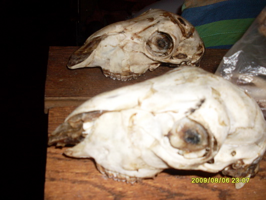 �������򰡣����˳Թ����⣬��ͷ�����ŵȱ��������Խ���