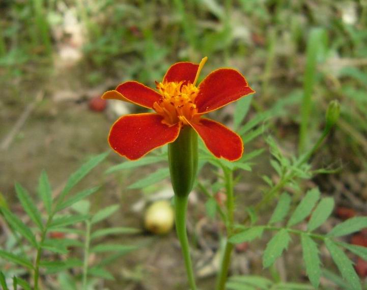 ������С �컨.jpg