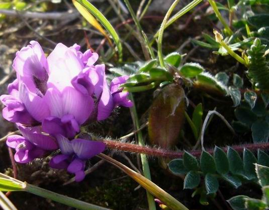 ������С ��ɫ��.jpg