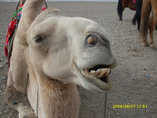 ���������������ĳ󣬿��������������Ŀɰ����ܸɡ�