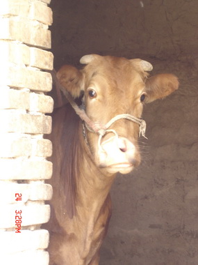 ����ӭ�͵Ļ�ţ