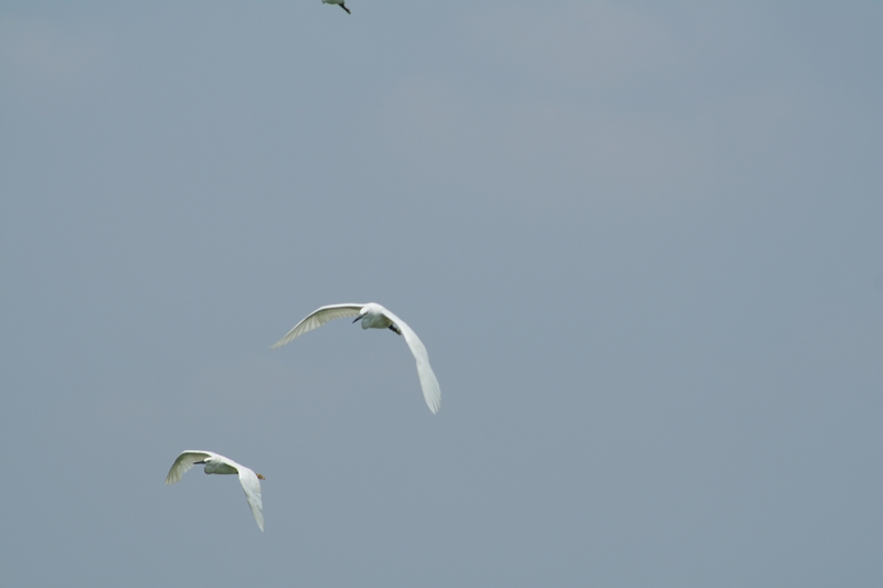 ��Ƭ���� 061.jpg