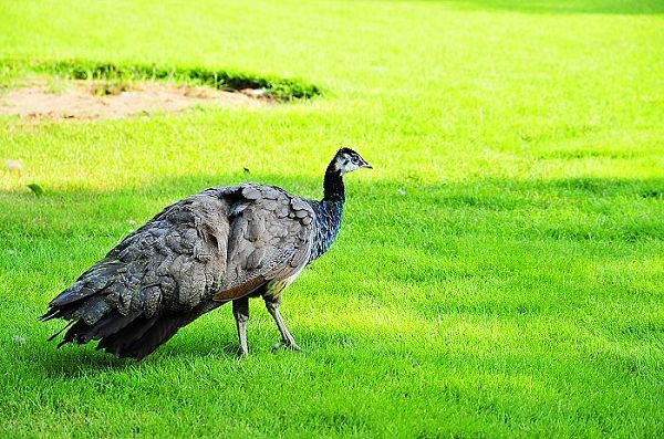 nEO_IMG_nEO_IMG_nEO_IMG_��Ƭ 988.jpg