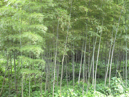 �ۿ�����