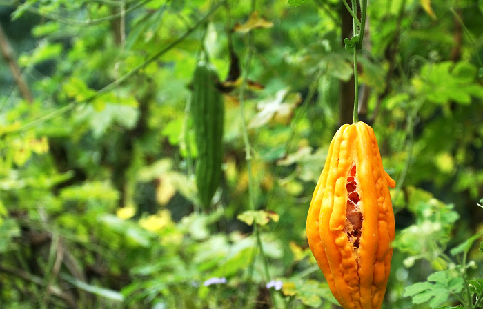 ԭ��̬��������