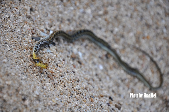 ����```�߽���