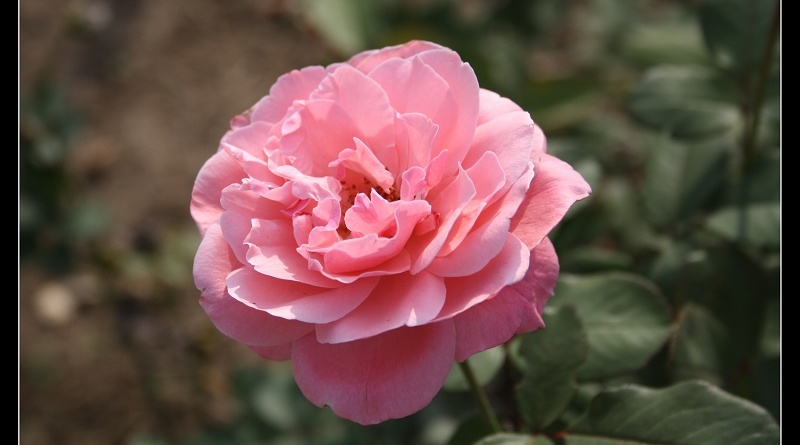 ����~ʯ��ׯ 472.jpg