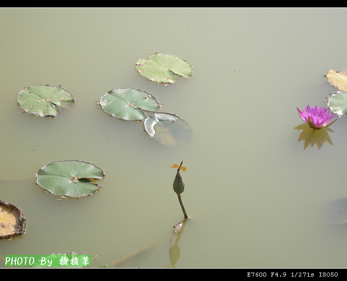 С�ɲ�¶���ǣ�������������ͷ