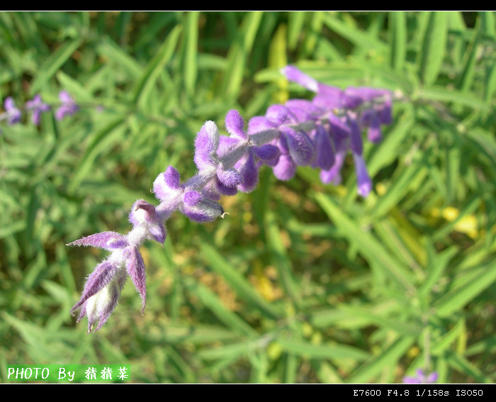 ��֪�����ʵ�޹�²ݻ����㣬Ҫ�����ɹ�ɵĻ����㡣