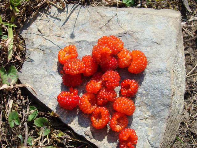 �Ҽ���С�ʨͷ�ݡ�